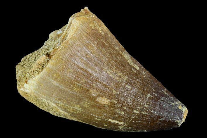 Mosasaur (Prognathodon) Tooth - Morocco #118923